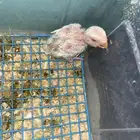 فروخ روز البينو