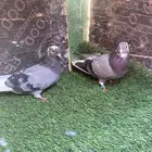 السلام عليكم ورحمة الله اعرض لكم حمام قطيقي للبيع