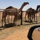 قعود