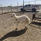 للبيع طلي صنف مشروط