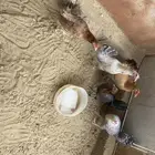 تم البيع