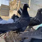 حمام زينه