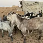 معزاء مراح للبيع دفيع ديوس سلم شرط فحولها 4 من جذعه لتامه