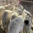طليان جبره للبيع