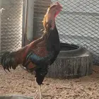 ديك بكستاني عل السوم لايجي الصامل