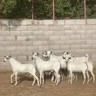 تيوس بيشية جبره وصحتها ممتازة للبيع من حلالي