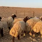 بهم جبر نعيم مغلق