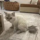 قط للتزاوج العمر سنتين