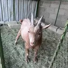 تيس قزمي الصحه سليم