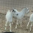 للبيع معزا بيشيات دفيع