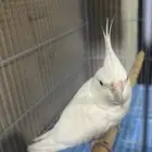 ذكر كروان اليف