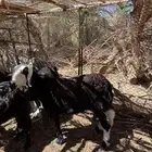 نعجه حايل سمين