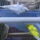بادجي هوجو كروك
