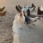 دجاج بلدي للبيع