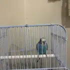 طير بادجي