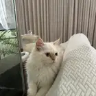 بسه قطوه للتبني