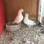 وحشي وهومر وعبسي وبربري