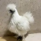 للبيع دجاج قطني