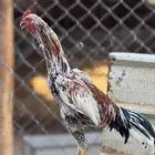 ديك سندي غبشاني