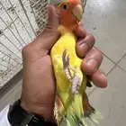روز هولندي