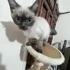 للبيع كيتن هملايا بحائل