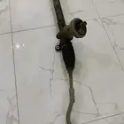 دودة سوناتا 2017 للبيع