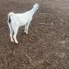ماعز بيشي طيب جدا