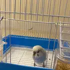 شوحط مخطط الوالي