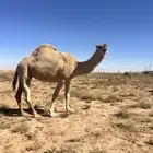 للبيع ضريبه اللقحه