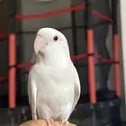 روز البينو (تم البيع)