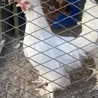 ديك كوشن ابيض