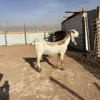 عنز مشروكه تم البيع تم البيع