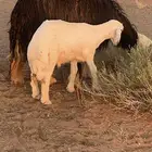 خروف حري 4شهور