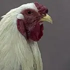 ديك براهما