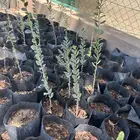 شتلات سدر بري