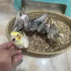 فروخ كروان