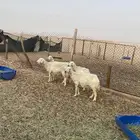 غنم للبيع