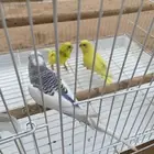 طيور حب