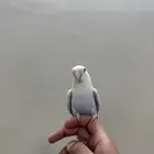 روز