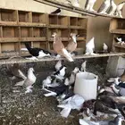 شيرازي للبيع