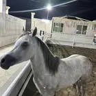حصان شعبي
