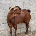 فحل أدهم فاخر