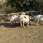 مقاني فاخرة تهجين سواكن ( العدد 6)