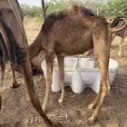 قعود مشروط للبيع العمر 7 شهور