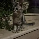قطتين