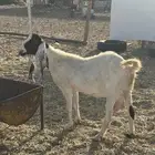 البيع عنز هولندي