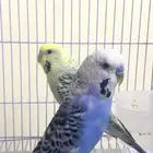 جوز بادجي هولندي أليف أو هداد