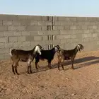 جفارات طيبه