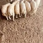 طليان