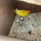جوز روز تحته بيض
